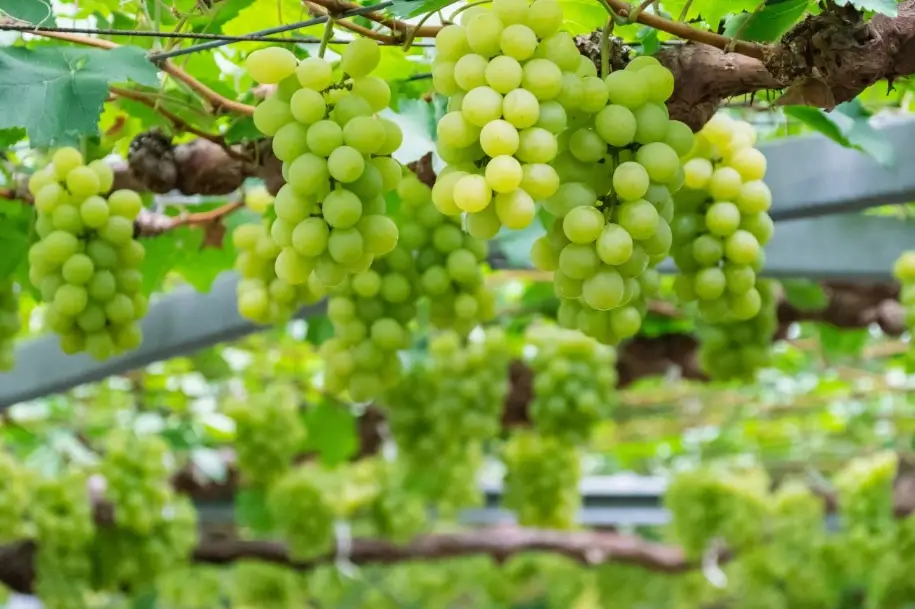 麝香葡萄種植