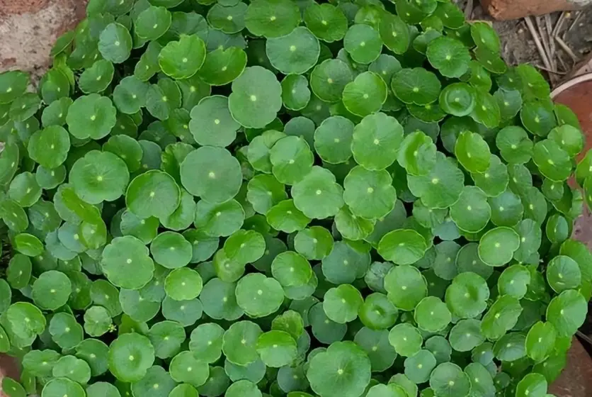 銅錢草水培
