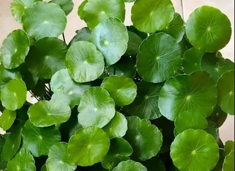 桐錢草