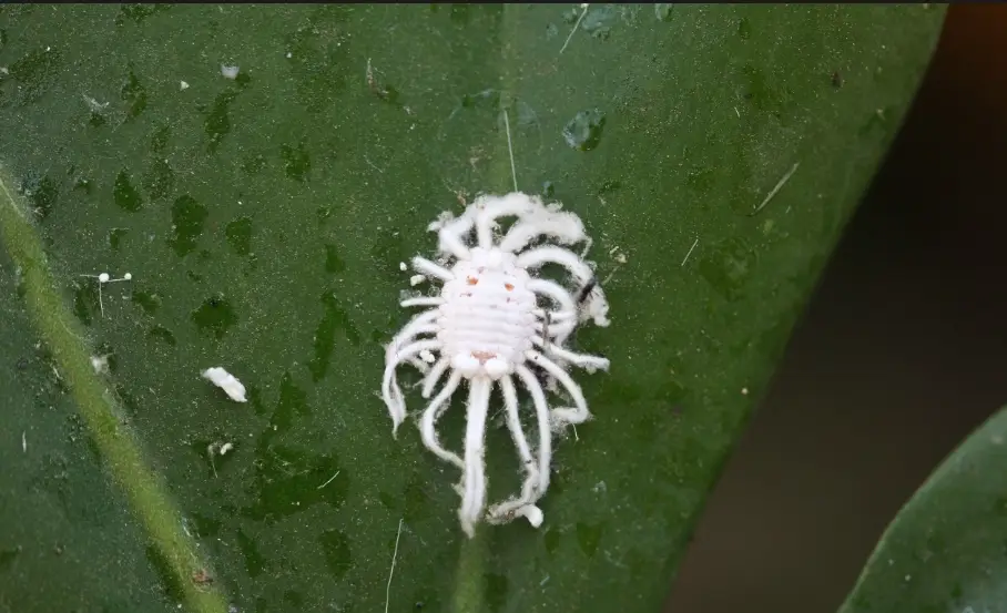 白水木介殼蟲處理 白水木介殼蟲處理