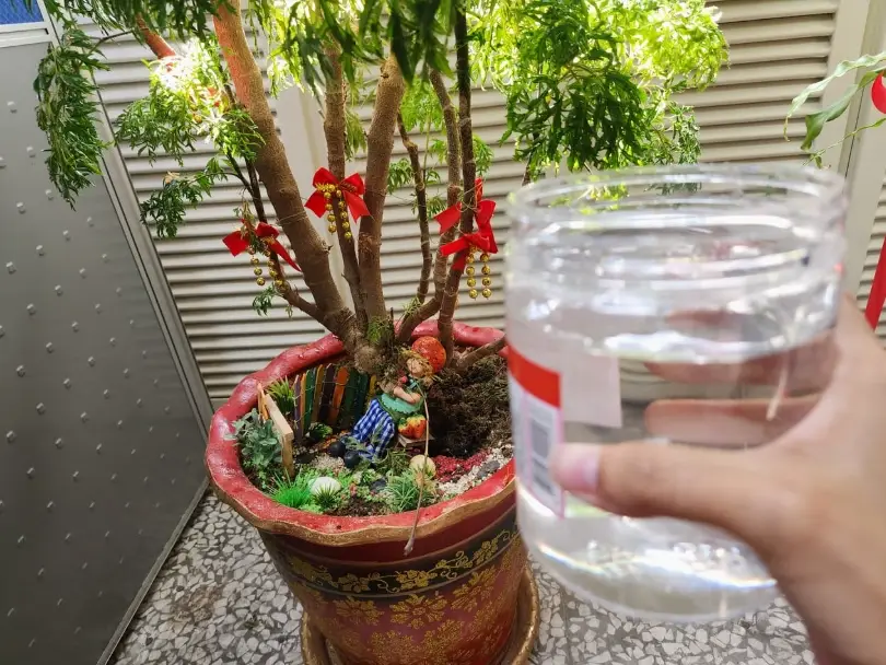 懶人植物