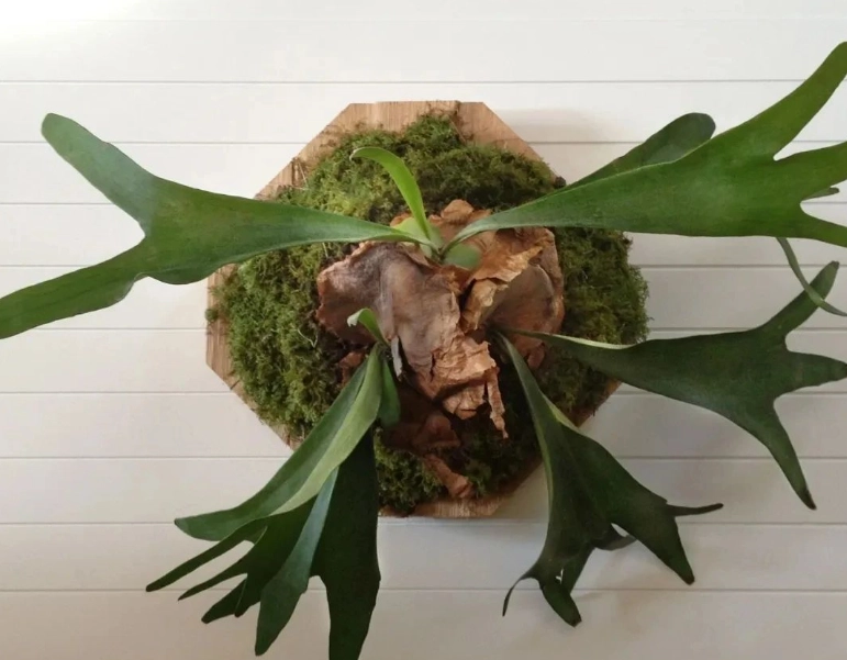 水苔種類