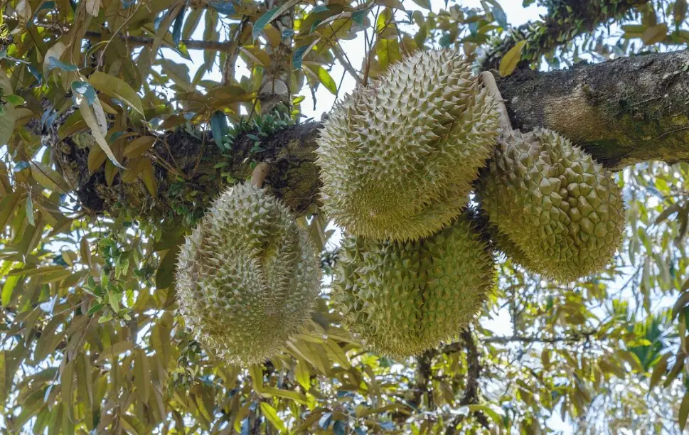 榴槤嫁接苗