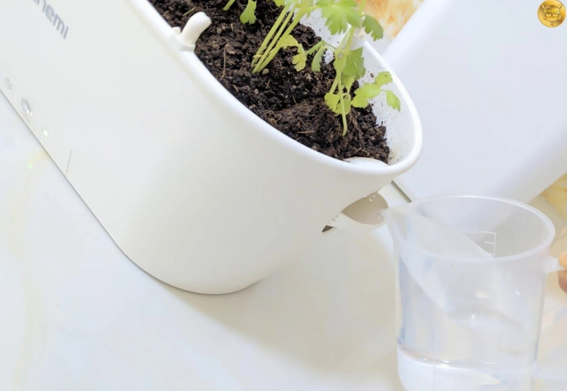 懶人植物