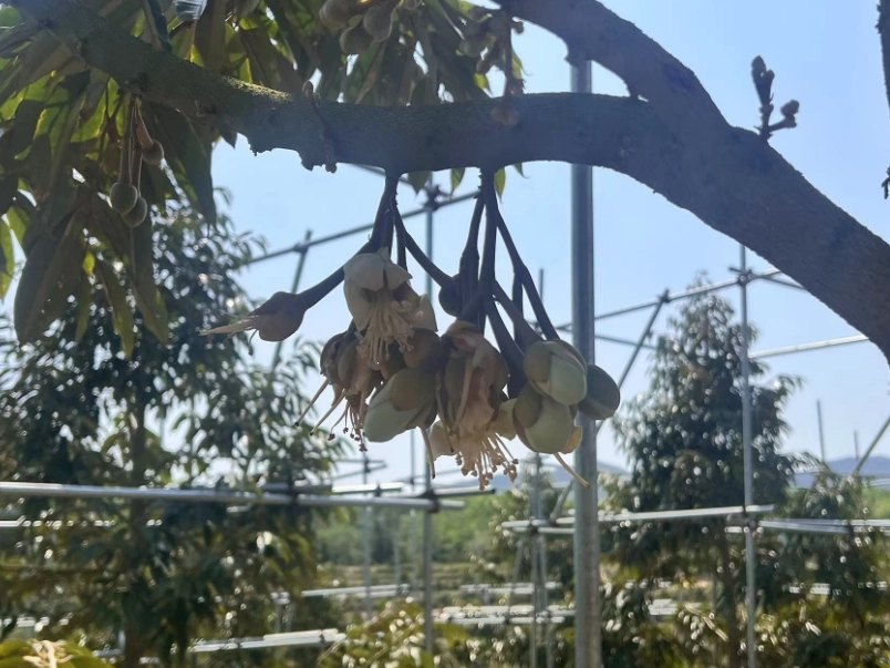 榴槤盆栽