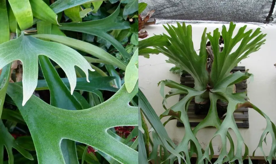 水苔種類