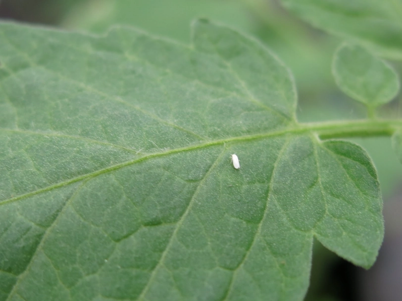 番茄病蟲害防治