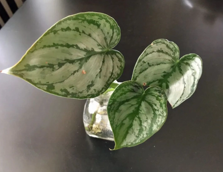蔓綠絨斑葉養護