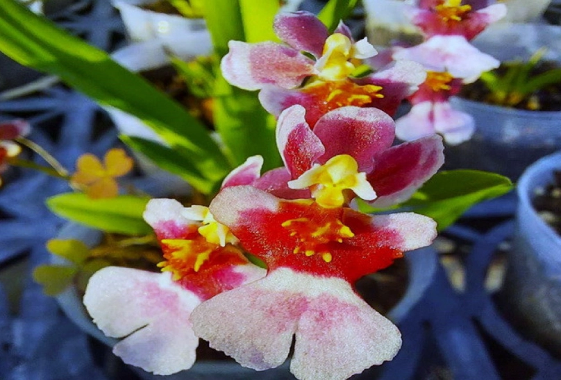 文心蘭不開花 文心蘭不開花