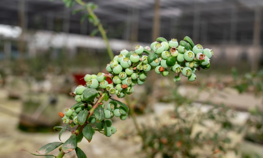 燈籠果種植方法