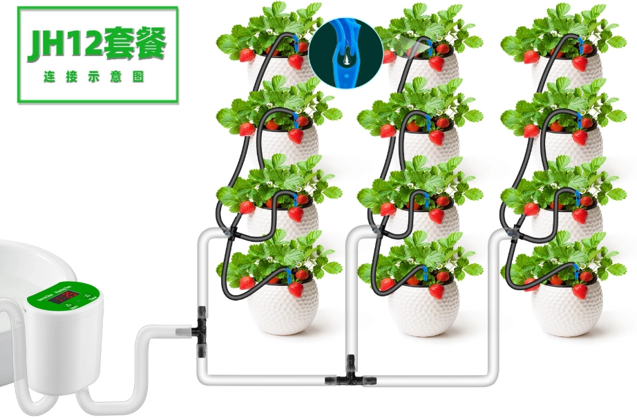 懶人植物