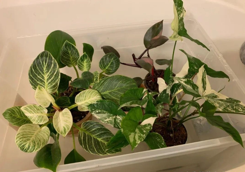 自動澆水花盆