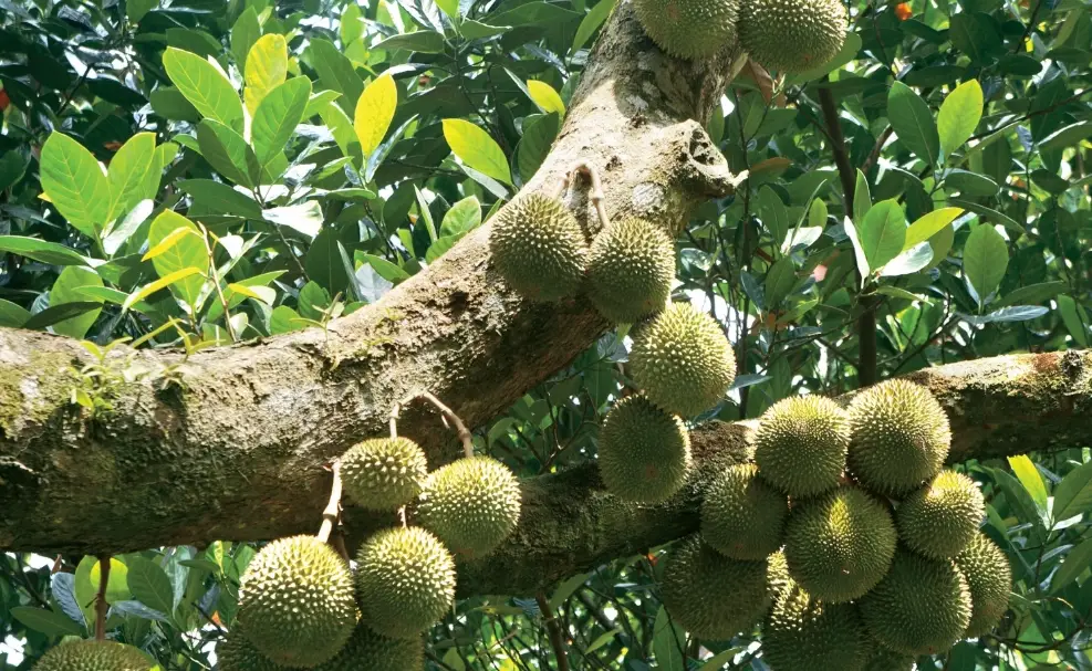 榴槤盆栽