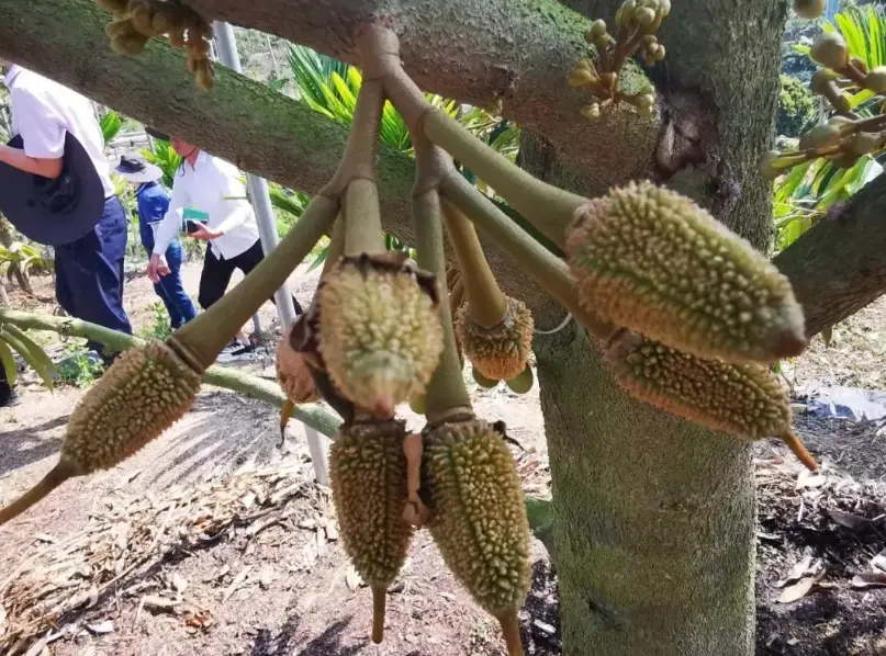 榴槤嫁接苗