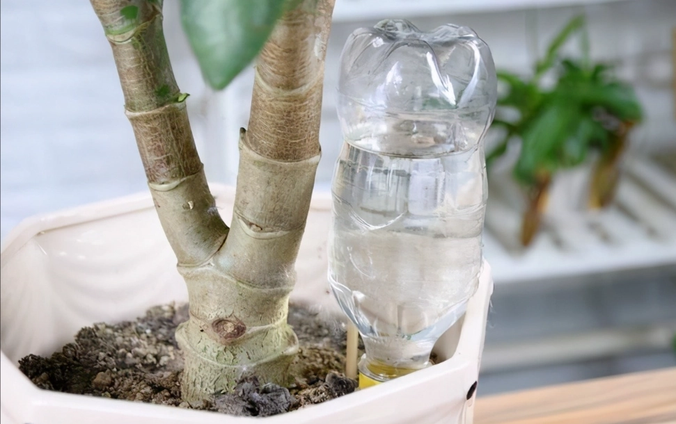 自動澆水花盆