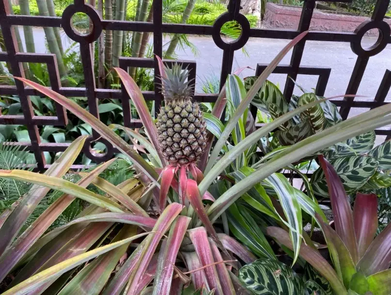 觀賞鳳梨照顧