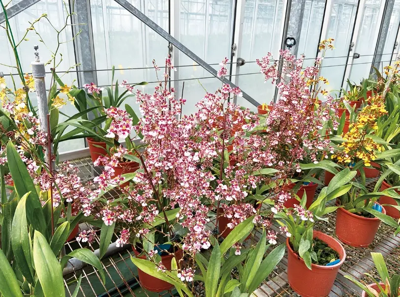 文心蘭不開花 文心蘭不開花