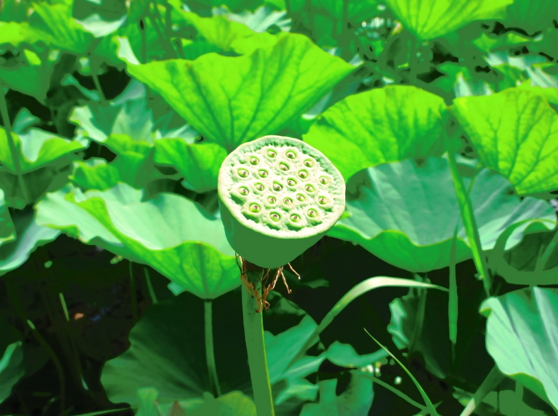 金蓮花種子哪裡買
