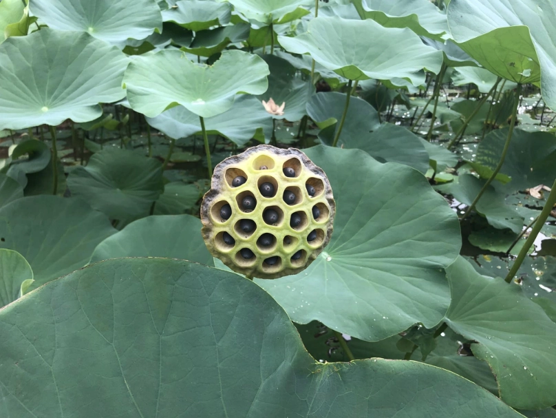 金蓮花種植方法