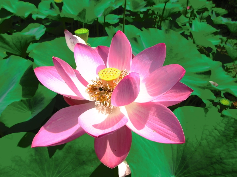 金蓮花種植方法