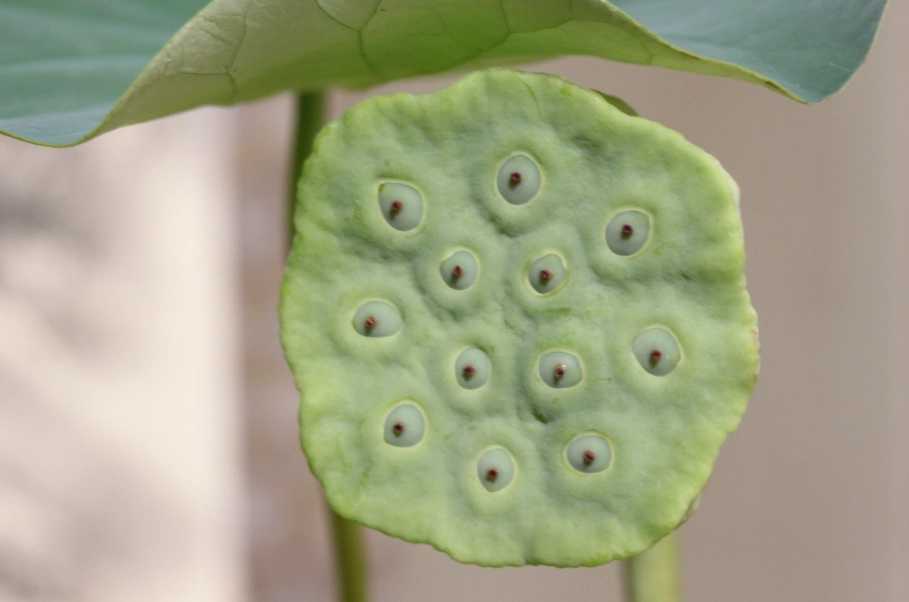 金蓮花種子哪裡買