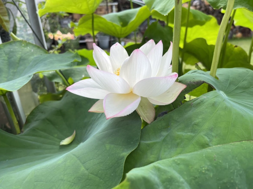 金蓮花種子哪裡買
