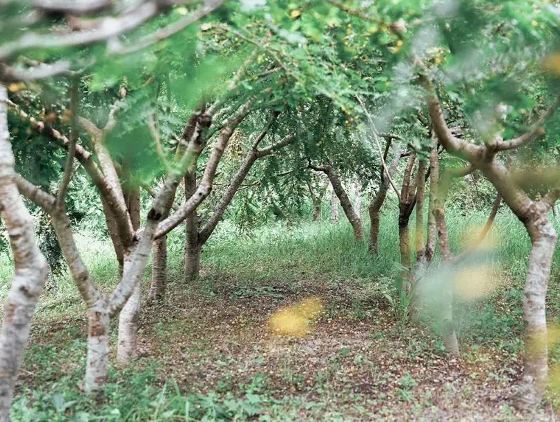 果樹著果劑