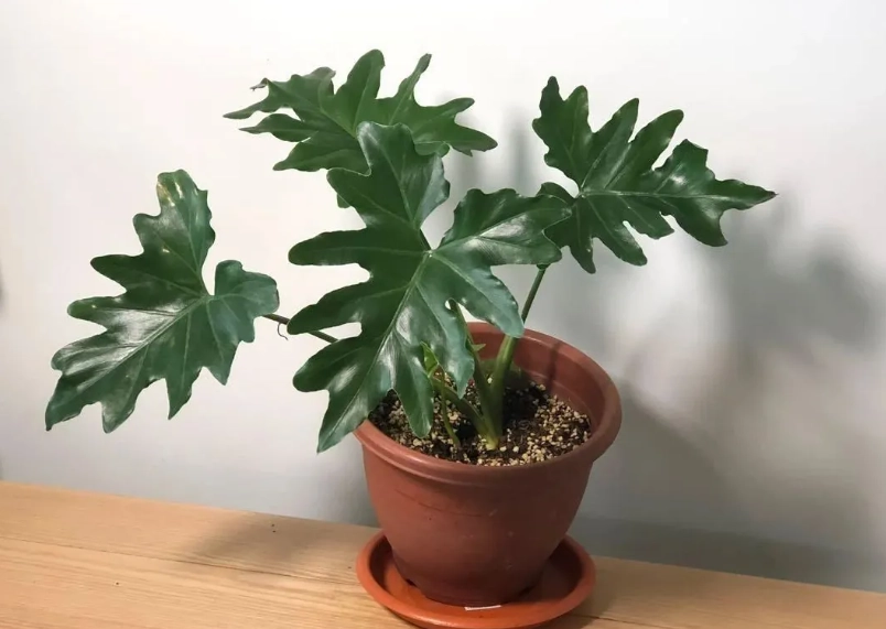 泰國星座蔓綠絨