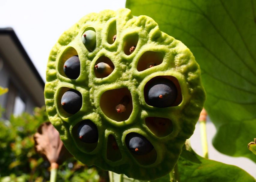 金蓮花種植方法