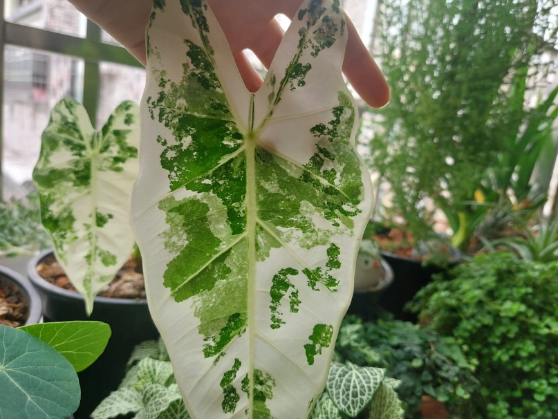 泰國星座蔓綠絨