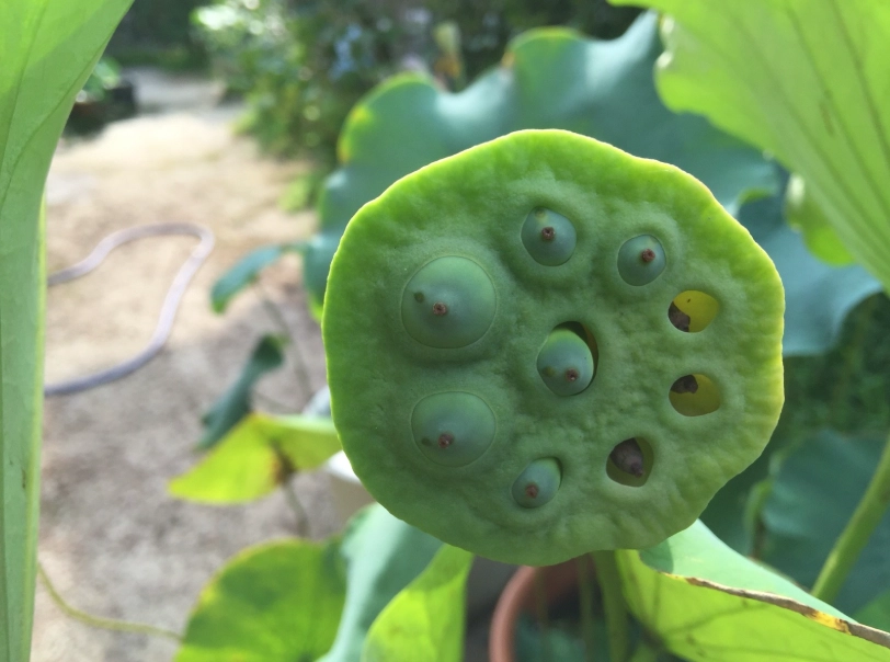 金蓮花種子哪裡買