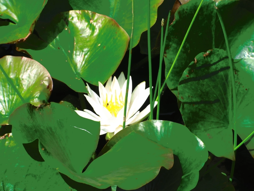 金蓮花種植方法