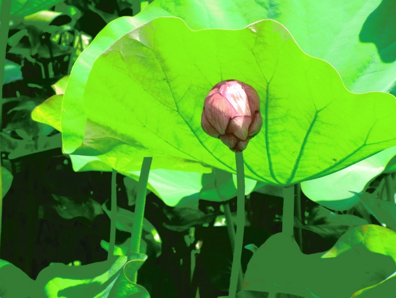 金蓮花種子哪裡買