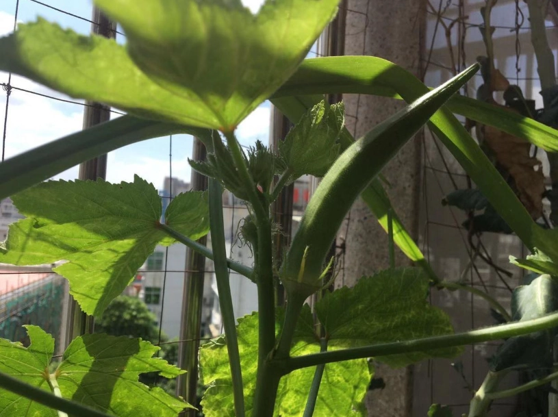 秋葵種植時間