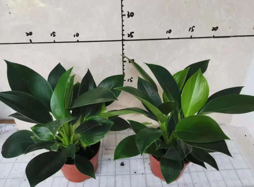 綠公主蔓綠絨照顧