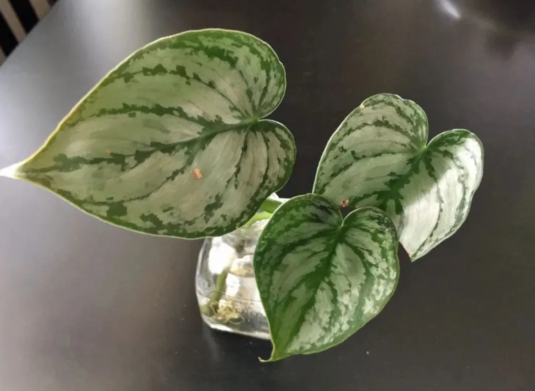 泰國星座蔓綠絨