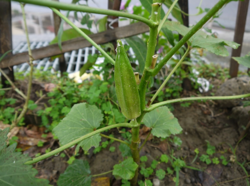 秋葵種植時間