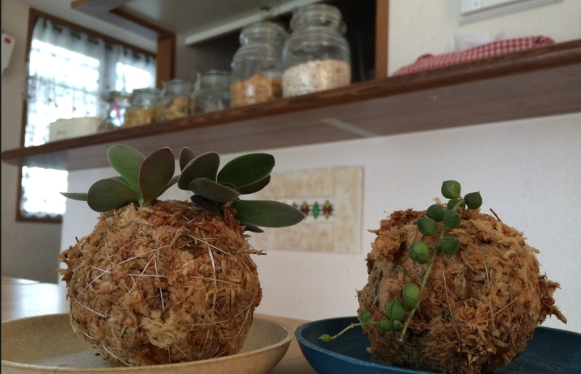 水苔球照顧