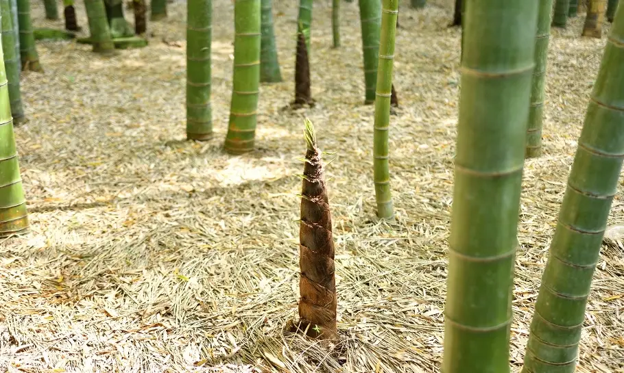 竹筍苗種植方法