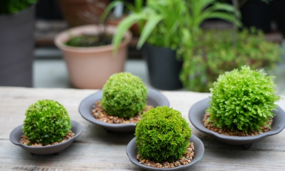 苔玉