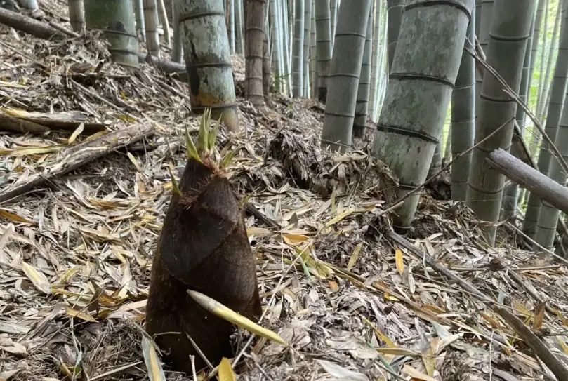 竹筍苗種植方法