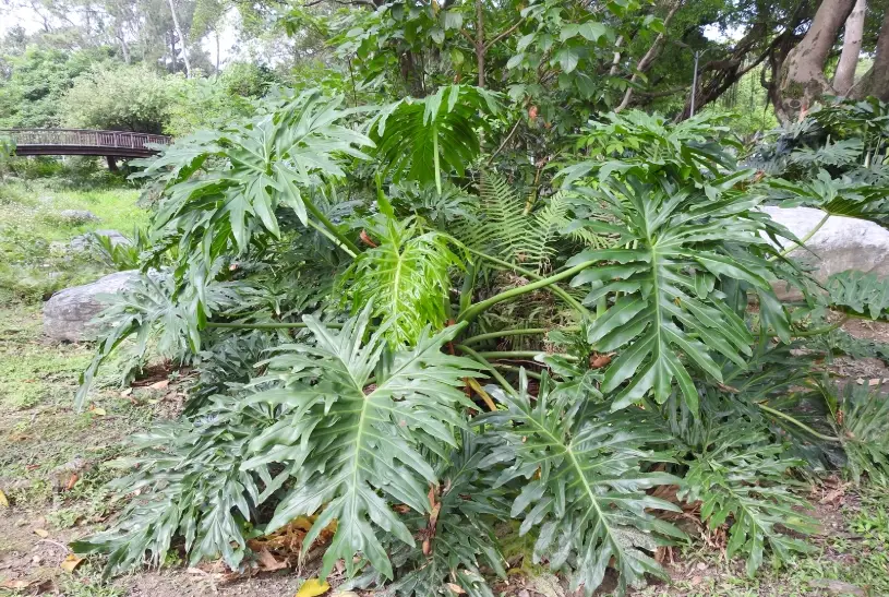 龜背芋換盆 龜背芋換盆