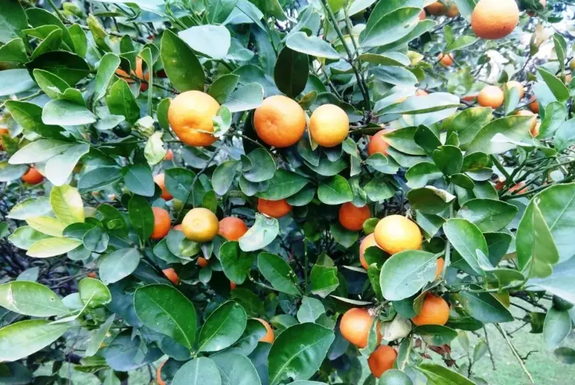 盆栽果樹照顧