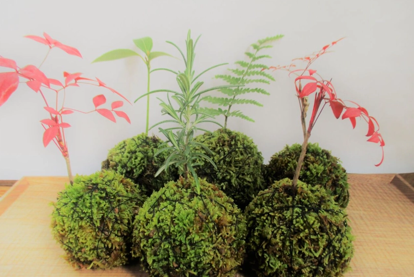 苔玉