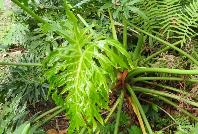 龜背芋換盆 龜背芋換盆
