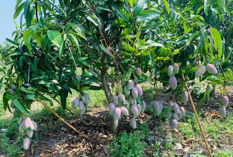 芒果盆栽矮化修剪