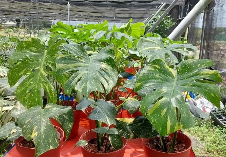 龜背芋配土 龜背芋配土