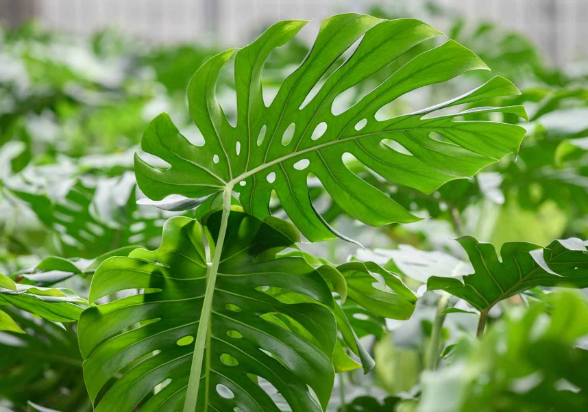 龜背芋換盆 龜背芋換盆