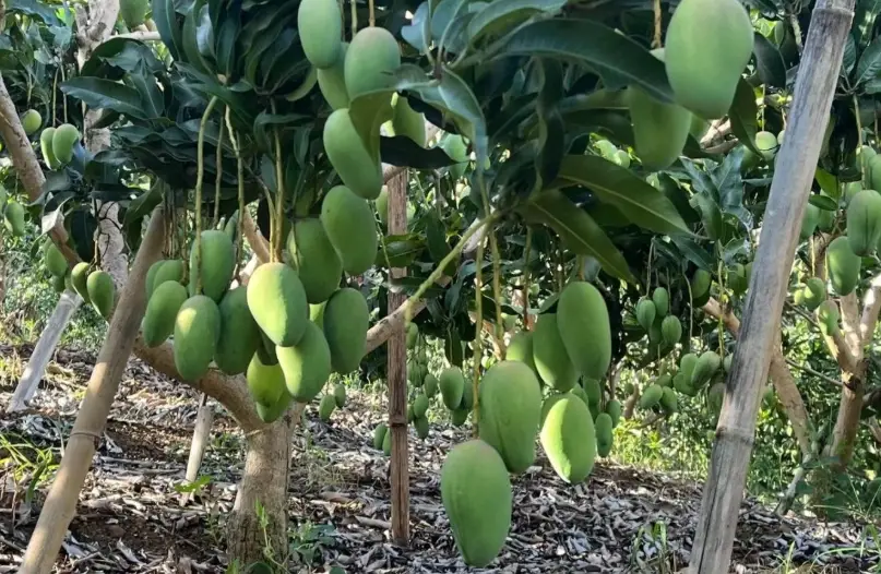 芒果樹盆栽結果