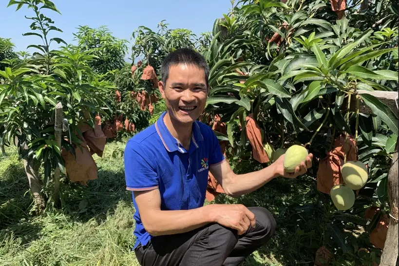 芒果樹盆栽結果